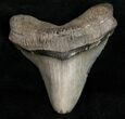 Serrated Megalodon Tooth - Feeding Damage #11942-1